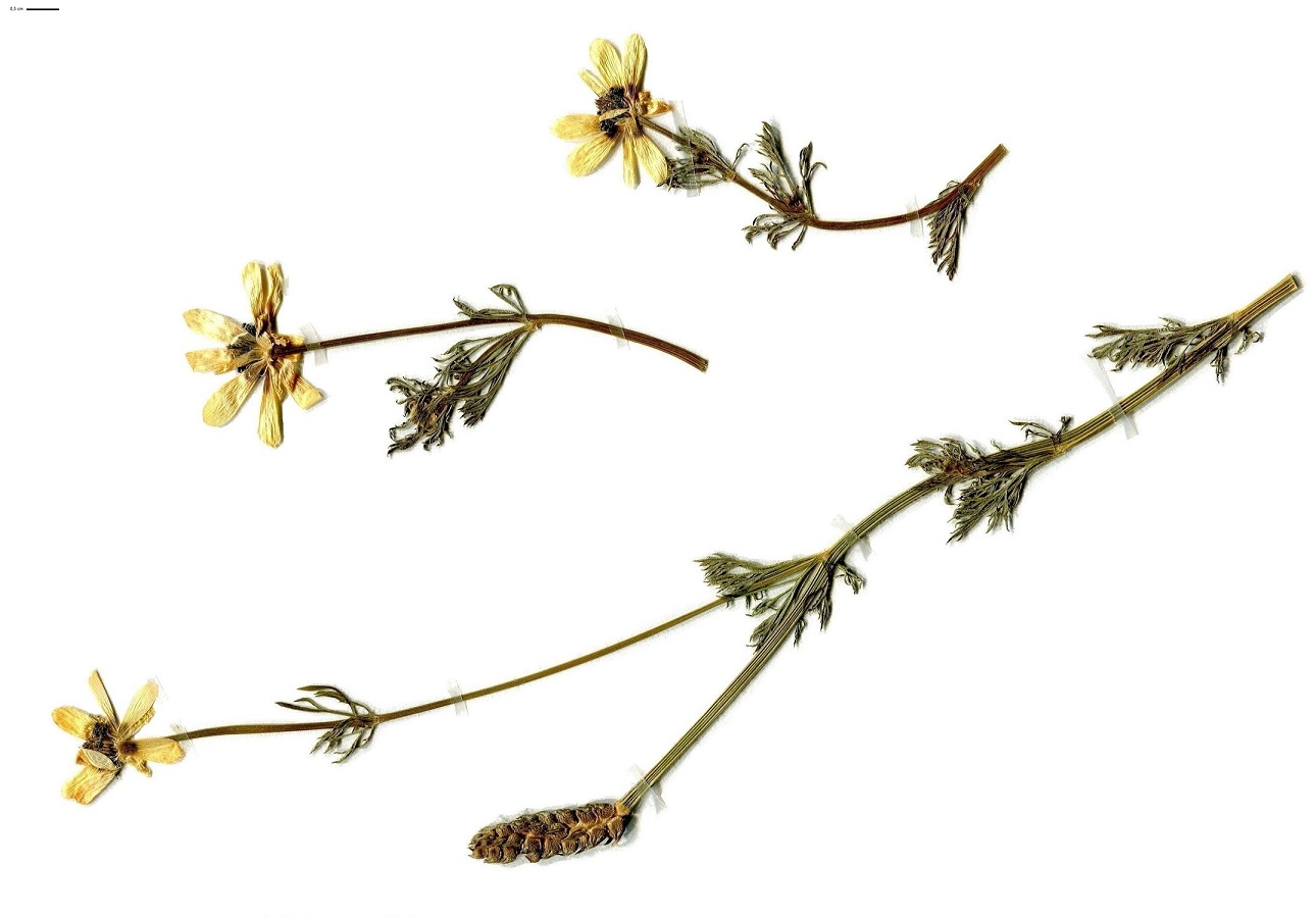 Adonis aestivalis (Ranunculaceae)